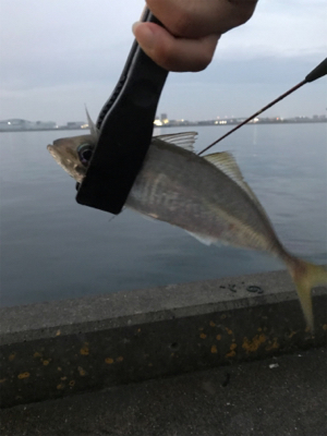 中アジが復活！