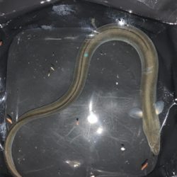 有まづめから日没までのぶっ込み釣り