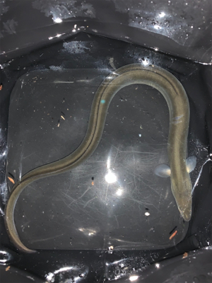 有まづめから日没までのぶっ込み釣り