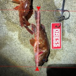 いつものガシラ