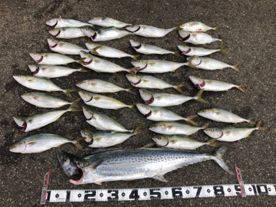 ルアーで初の大爆釣！@沖堤防