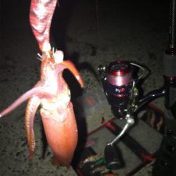 場所が変わってもケンサキイカ釣れますね(^.^)