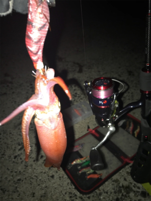 場所が変わってもケンサキイカ釣れますね(^…