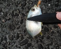 アシストフック