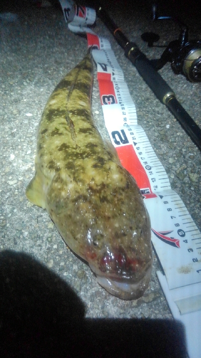 青物あきらめて