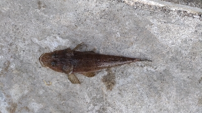 8/12釣果花火大会★ワニゴチサヨリ豆アジ…