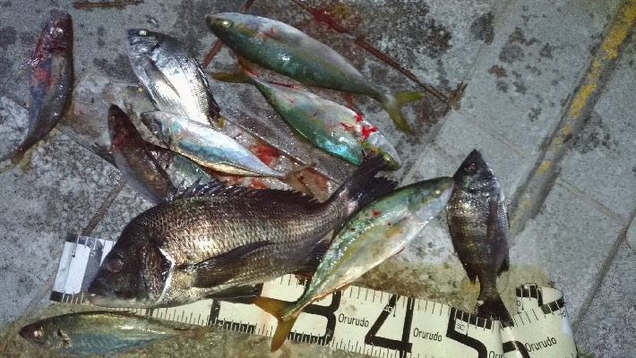 8/17釣果　チヌツバスデカアジ豆アジ