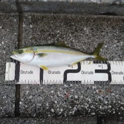 8/24釣果グレツバスデカアジ豆アジ中途半端サバ