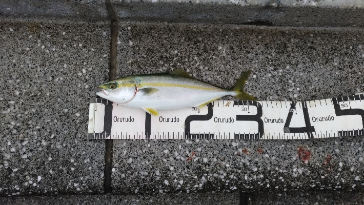 8/24釣果グレツバスデカアジ豆アジ中途半端サバ