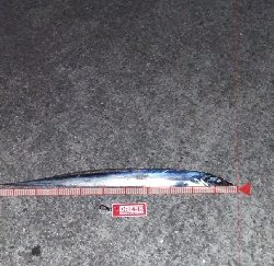 尺アジと太刀魚