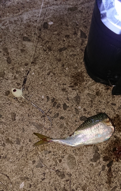 タチウオの餌取り