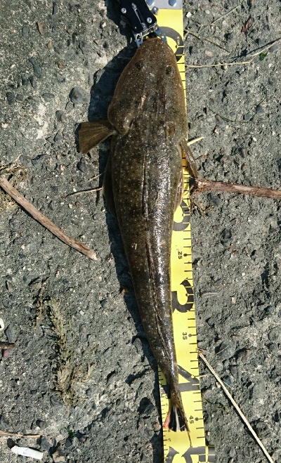 激渋の鈴鹿サーフでなんとかマゴチをゲット