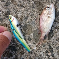 サバ〜ダツ〜タイ!!