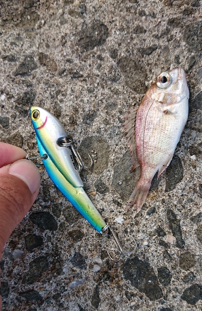 サバ〜ダツ〜タイ！！