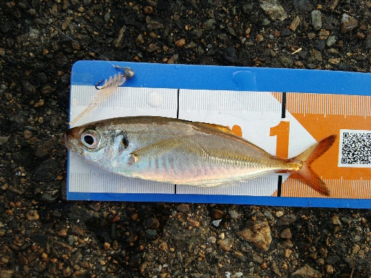 2019年8月8日釣行in箱崎ふ頭