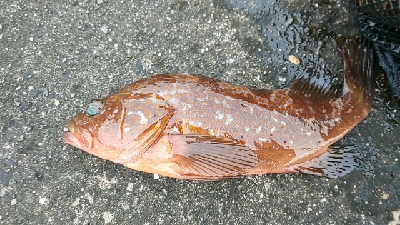 久々の水軒一文字