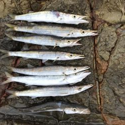 夏のロックショアキャスティング