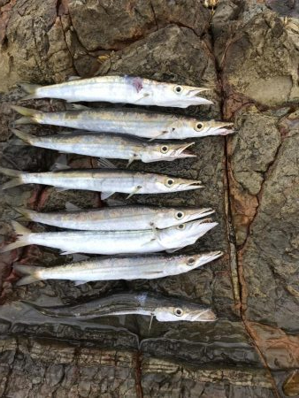 夏のロックショアキャスティング