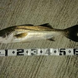 いつもの場所で5種目