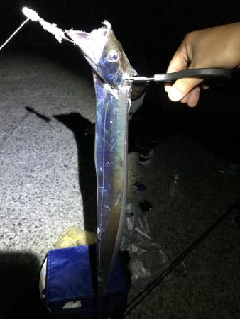 タチウオ テンヤ釣り