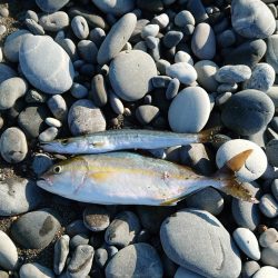 七里御浜ライトショアジギング