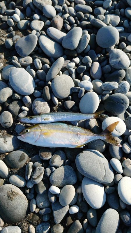 七里御浜ライトショアジギング