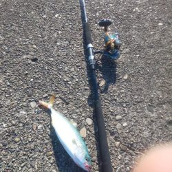 新ロッド粘り勝ち