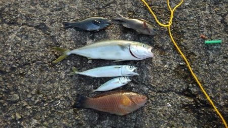 プチ遠征の釣果!