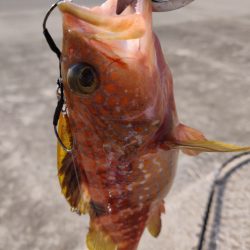 キジハタとカマス