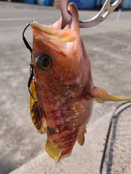 キジハタとカマス