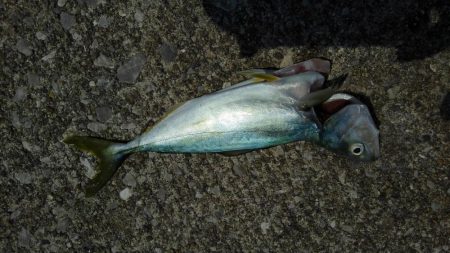 お盆休み最後の釣行