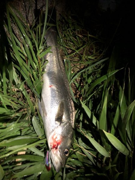 園瀬川でシーバス