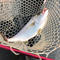 朝まずめ釣行②