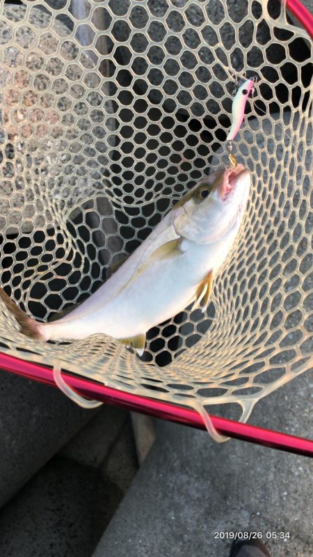 朝まずめ釣行②