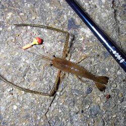 手長エビ シーズンピーク