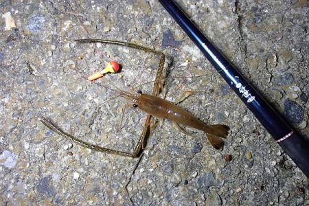 手長エビ シーズンピーク