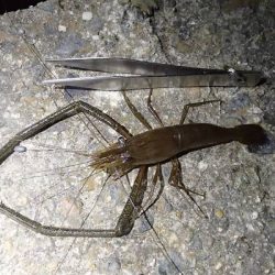 手長エビ 釣り荒れたか？
