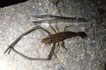 手長エビ 釣り荒れたか？