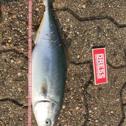 ツバスとハマチ