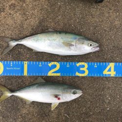 ショアジギング