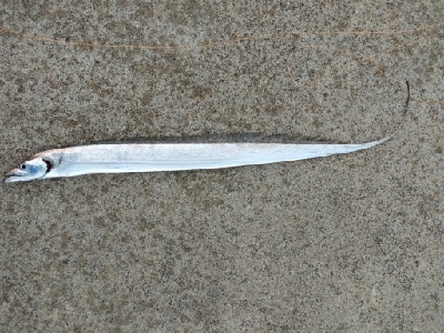 渋いが珍しくタチウオが