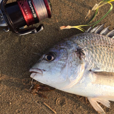 淀川デイゲームでキビレ