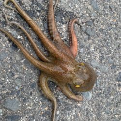 ショアタコ終了です。