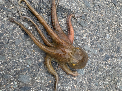 ショアタコ終了です。