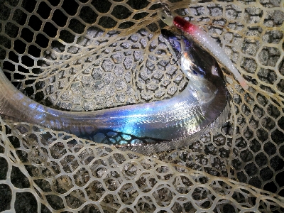 今季初はメーター足らず