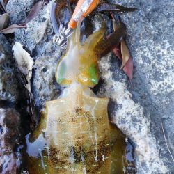 やっと楽しみな秋始まりです❗