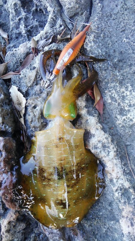 やっと楽しみな秋始まりです❗…