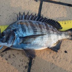 お盆明け初釣果　~潮見さざなみ公園~