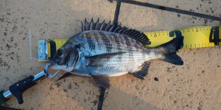 お盆明け初釣果　~潮見さざなみ公園~