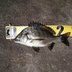 夜釣り　~若洲海浜公園~